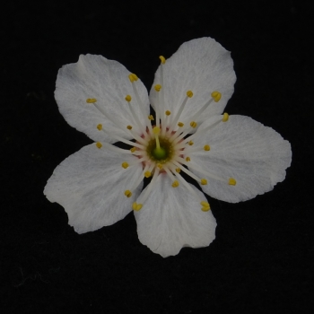 Prunus cerasifera, Mirabelle, bluete